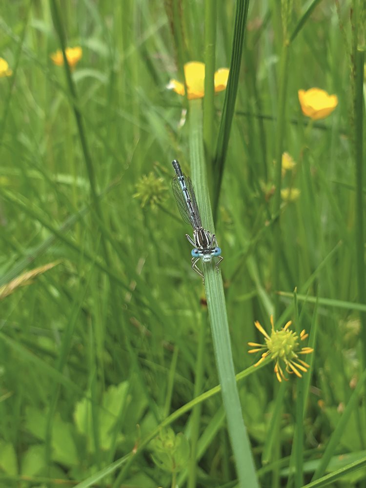 Biodiverzitás az egészséges bolygóért