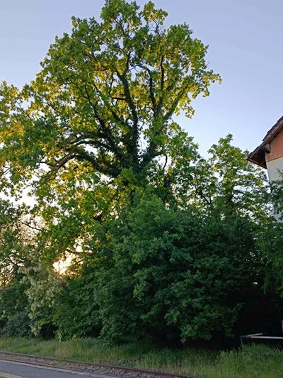 „A tölgyfa alatt” – Közösségi Park kialakítása a békési vasútállomásnál