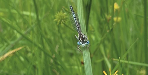 Biodiverzitás az egészséges bolygóért